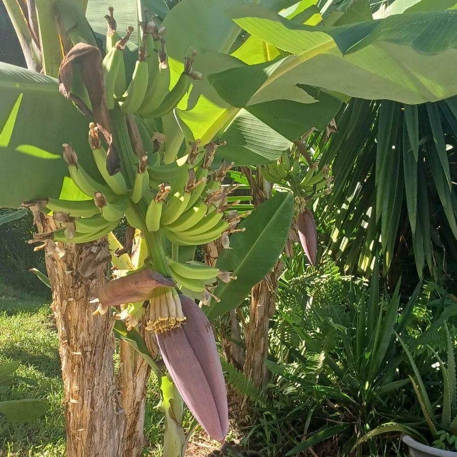 הוילה לה דיאמנט Ti Coin De Paradis Ylang Ylang מראה חיצוני תמונה